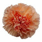 Standard Bulk Carnations - Flowers For FundraisingStandard Bulk CarnationsStandard Bulk CarnationsStandard Bulk CarnationsStandard Bulk Carnations