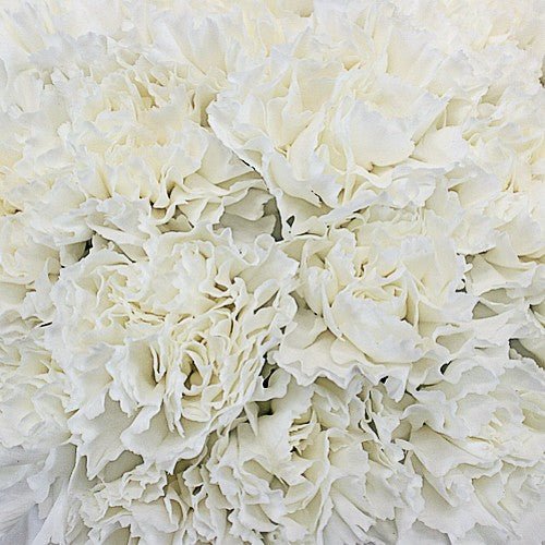 Standard Bulk Carnations - Flowers For FundraisingStandard Bulk CarnationsStandard Bulk CarnationsStandard Bulk CarnationsStandard Bulk Carnations