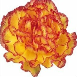 Standard Carnation 3 - Stem - Flowers For FundraisingStandard Carnation 3 - StemStandard Carnation 3 - StemStandard Carnation 3 - StemStandard Carnation 3 - Stem