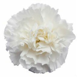 Standard Carnation 3 - Stem - Flowers For FundraisingStandard Carnation 3 - StemStandard Carnation 3 - StemStandard Carnation 3 - StemStandard Carnation 3 - Stem