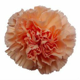 Standard Carnation 3 - Stem - Flowers For FundraisingStandard Carnation 3 - StemStandard Carnation 3 - StemStandard Carnation 3 - StemStandard Carnation 3 - Stem