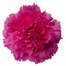 Standard Carnation 3 - Stem - Flowers For FundraisingStandard Carnation 3 - StemStandard Carnation 3 - StemStandard Carnation 3 - StemStandard Carnation 3 - Stem