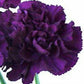 Standard Carnation 3 - Stem - Flowers For FundraisingStandard Carnation 3 - StemStandard Carnation 3 - StemStandard Carnation 3 - StemStandard Carnation 3 - Stem