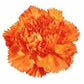 Standard Carnation 3 - Stem - Flowers For FundraisingStandard Carnation 3 - StemStandard Carnation 3 - StemStandard Carnation 3 - StemStandard Carnation 3 - Stem