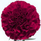 Standard Carnation 6 - Stem - Flowers For FundraisingStandard Carnation 6 - StemStandard Carnation 6 - StemStandard Carnation 6 - StemStandard Carnation 6 - Stem