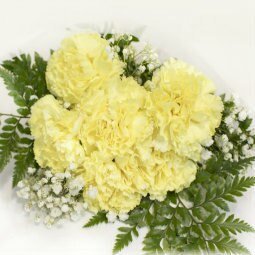 Standard Carnation 6 - Stem - Flowers For FundraisingStandard Carnation 6 - StemStandard Carnation 6 - StemStandard Carnation 6 - StemStandard Carnation 6 - Stem