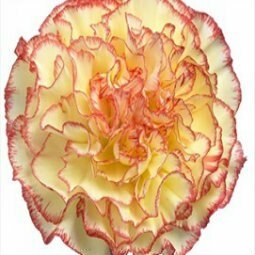 Standard Carnation 6 - Stem - Flowers For FundraisingStandard Carnation 6 - StemStandard Carnation 6 - StemStandard Carnation 6 - StemStandard Carnation 6 - Stem