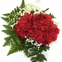 Standard Carnation 6 - Stem - Flowers For FundraisingStandard Carnation 6 - StemStandard Carnation 6 - StemStandard Carnation 6 - StemStandard Carnation 6 - Stem