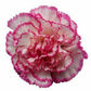 Standard Carnation 6 - Stem - Flowers For FundraisingStandard Carnation 6 - StemStandard Carnation 6 - StemStandard Carnation 6 - StemStandard Carnation 6 - Stem