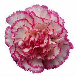 Standard Carnation 6 - Stem - Flowers For FundraisingStandard Carnation 6 - StemStandard Carnation 6 - StemStandard Carnation 6 - StemStandard Carnation 6 - Stem