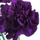 Standard Carnation 6 - Stem - Flowers For FundraisingStandard Carnation 6 - StemStandard Carnation 6 - StemStandard Carnation 6 - StemStandard Carnation 6 - Stem