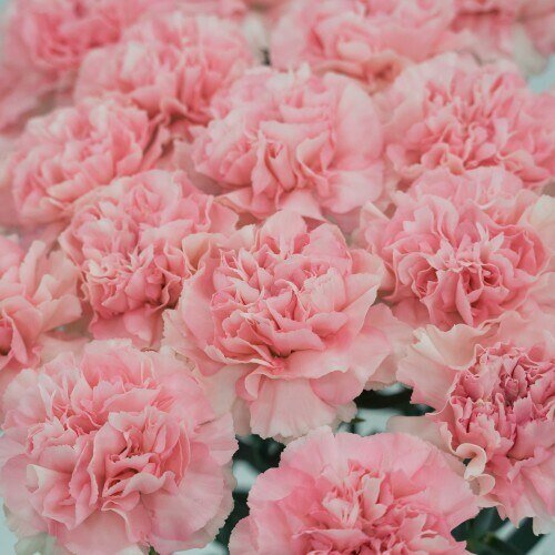 Standard Pink Carnations for Breast Cancer - Flowers For FundraisingStandard Pink Carnations for Breast CancerStandard Pink Carnations for Breast CancerStandard Pink Carnations for Breast CancerStandard Pink Carnations for Breast Cancer