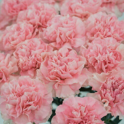 Standard Pink Carnations for Breast Cancer - Flowers For FundraisingStandard Pink Carnations for Breast CancerStandard Pink Carnations for Breast CancerStandard Pink Carnations for Breast CancerStandard Pink Carnations for Breast Cancer