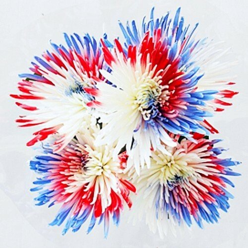 Swirl Red, White and Blue Painted Spider Mums - Flowers For FundraisingSwirl Red, White and Blue Painted Spider MumsSwirl Red, White and Blue Painted Spider MumsSwirl Red, White and Blue Painted Spider MumsSwirl Red, White and Blue Painted Spider Mums