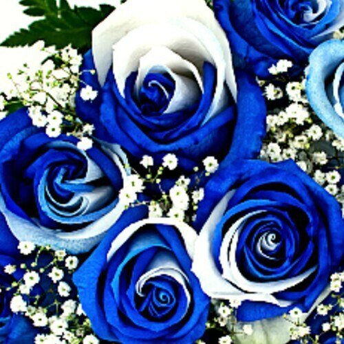 Tinted Blue and White Roses - Bulk - Flowers For FundraisingTinted Blue and White Roses - BulkTinted Blue and White Roses - BulkTinted Blue and White Roses - BulkTinted Blue and White Roses - Bulk