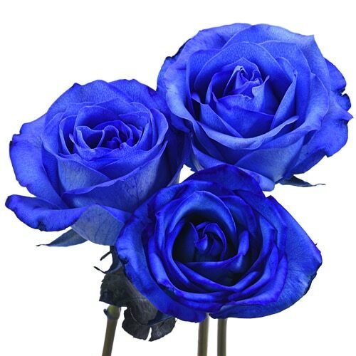 Custom Tinted Blue Long Stem Roses – Flowers For Fundraising