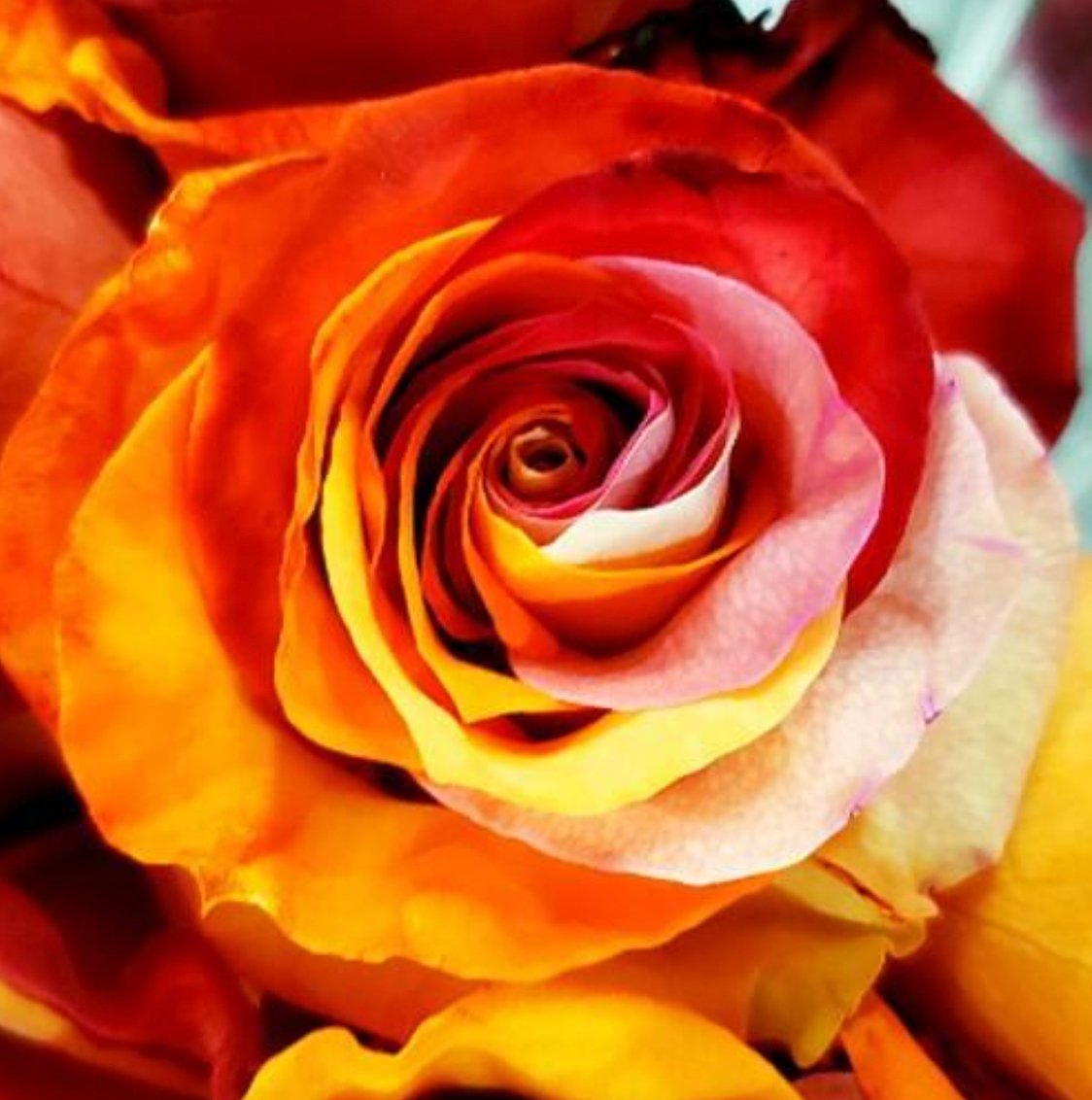 Orange And White Rose