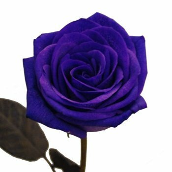 Tinted Purple Roses - Bulk - Flowers For FundraisingTinted Purple Roses - BulkTinted Purple Roses - BulkTinted Purple Roses - BulkTinted Purple Roses - Bulk