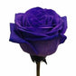 Tinted Purple Roses - Bulk - Flowers For FundraisingTinted Purple Roses - BulkTinted Purple Roses - BulkTinted Purple Roses - BulkTinted Purple Roses - Bulk