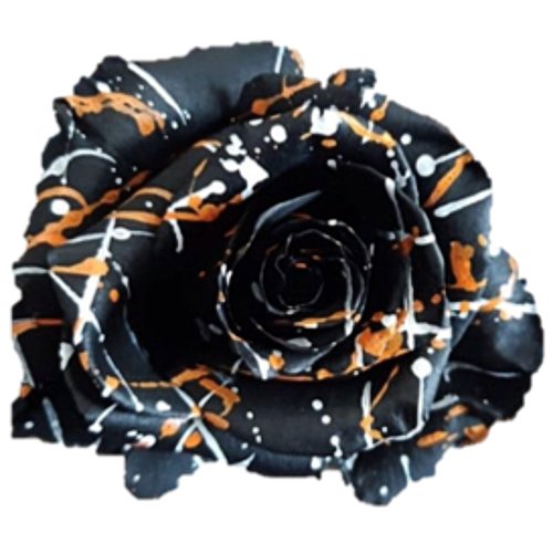 Trick or Treat Halloween Painted Roses - Bulk - Flowers For FundraisingTrick or Treat Halloween Painted Roses - BulkTrick or Treat Halloween Painted Roses - BulkTrick or Treat Halloween Painted Roses - BulkTrick or Treat Halloween Painted Roses - Bulk