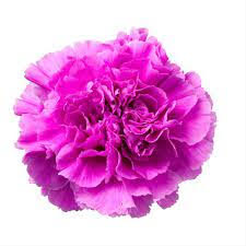 FlowerPrime 100 Mother's Day Carnations - Special Holiday Variety Pack  Fresh Natural cut flowers