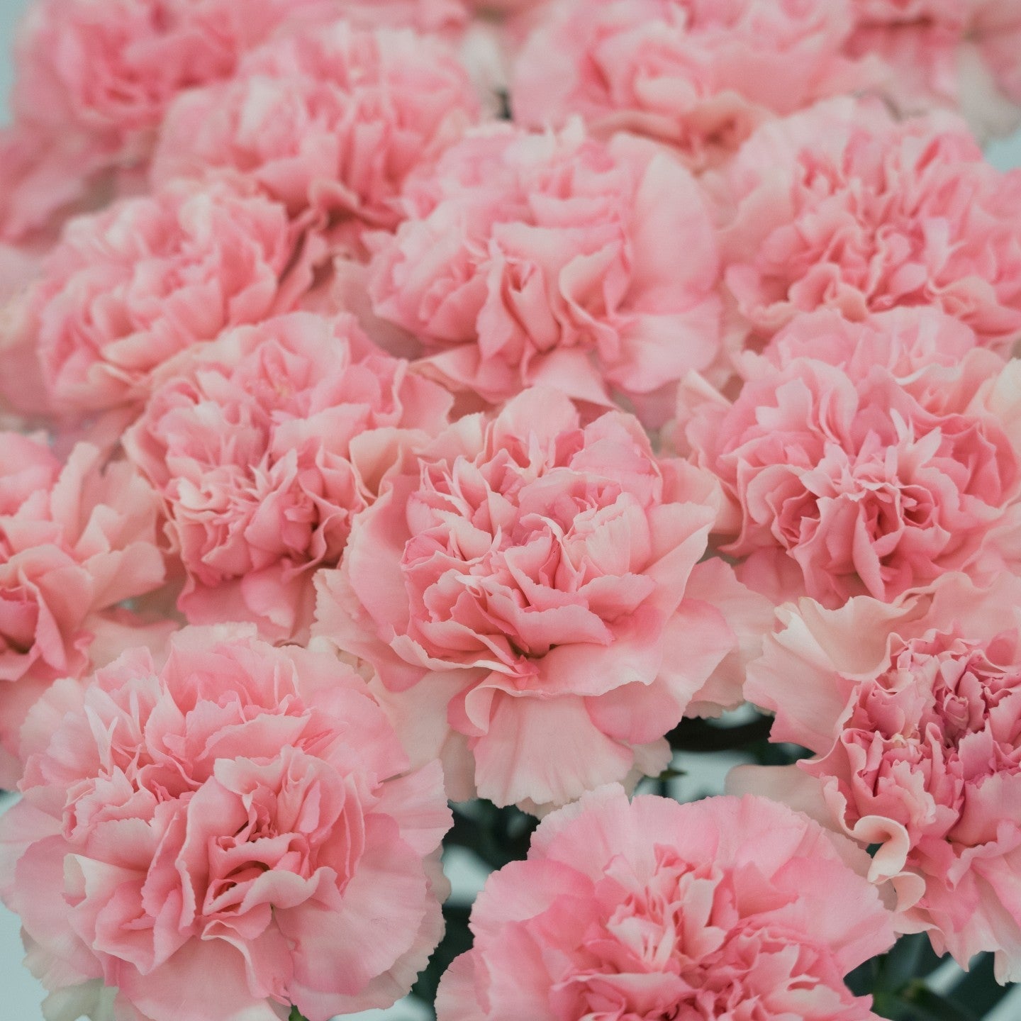 Valentine's Day Bulk Fancy Carnations - Flowers For FundraisingValentine's Day Bulk Fancy CarnationsValentine's Day Bulk Fancy CarnationsValentine's Day Bulk Fancy CarnationsValentine's Day Bulk Fancy Carnations