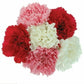 Valentine's Day Bulk Fancy Carnations - Flowers For FundraisingValentine's Day Bulk Fancy CarnationsValentine's Day Bulk Fancy CarnationsValentine's Day Bulk Fancy CarnationsValentine's Day Bulk Fancy Carnations