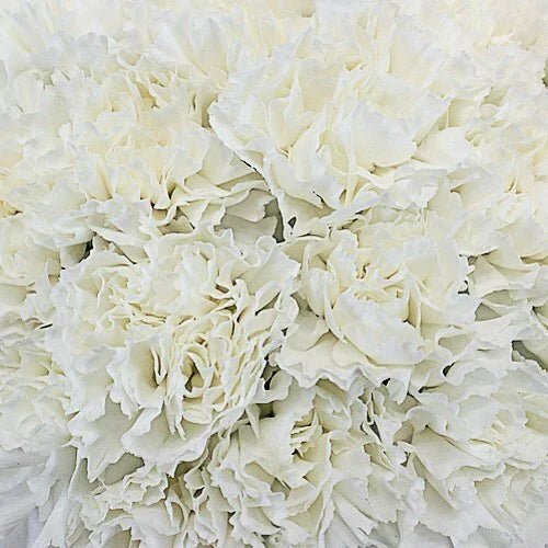 Valentine's Day Bulk Fancy Carnations - Flowers For FundraisingValentine's Day Bulk Fancy CarnationsValentine's Day Bulk Fancy CarnationsValentine's Day Bulk Fancy CarnationsValentine's Day Bulk Fancy Carnations