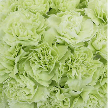 Valentine's Day Bulk Fancy Carnations - Flowers For FundraisingValentine's Day Bulk Fancy CarnationsValentine's Day Bulk Fancy CarnationsValentine's Day Bulk Fancy CarnationsValentine's Day Bulk Fancy Carnations