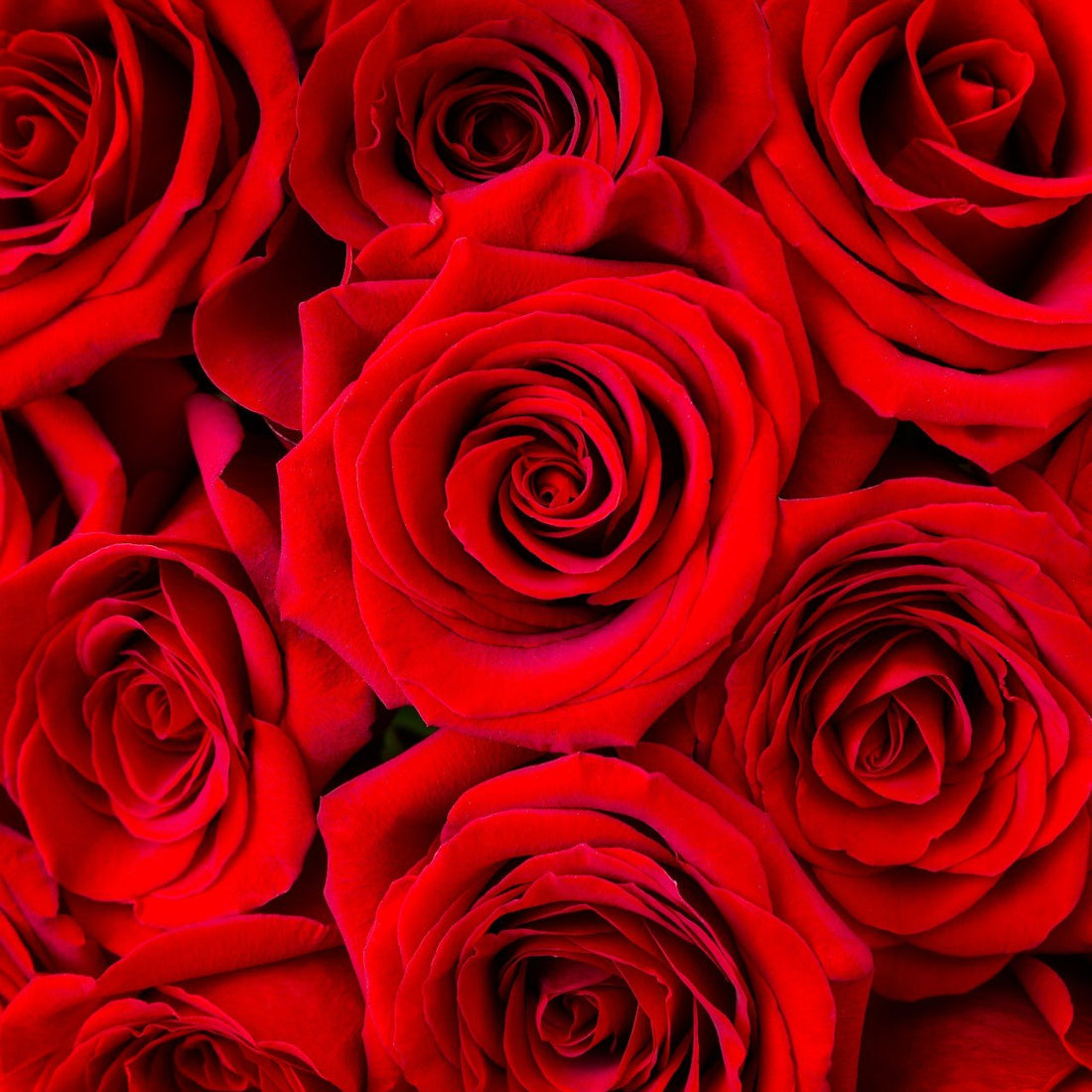 Valentine's Day Bulk Red Roses - 40cm – Flowers For Fundraising