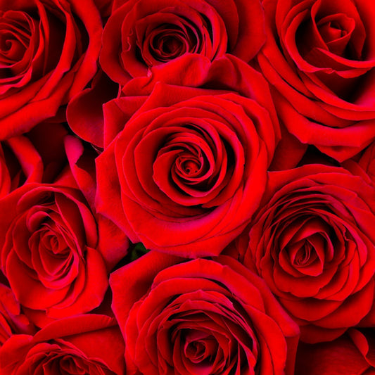 Valentine's Day Bulk Roses - 40cm - Flowers For FundraisingValentine's Day Bulk Roses - 40cmValentine's Day Bulk Roses - 40cmValentine's Day Bulk Roses - 40cmValentine's Day Bulk Roses - 40cm