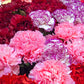 Valentine's Day Bulk Standard Carnations - Flowers For FundraisingValentine's Day Bulk Standard CarnationsValentine's Day Bulk Standard CarnationsValentine's Day Bulk Standard CarnationsValentine's Day Bulk Standard Carnations