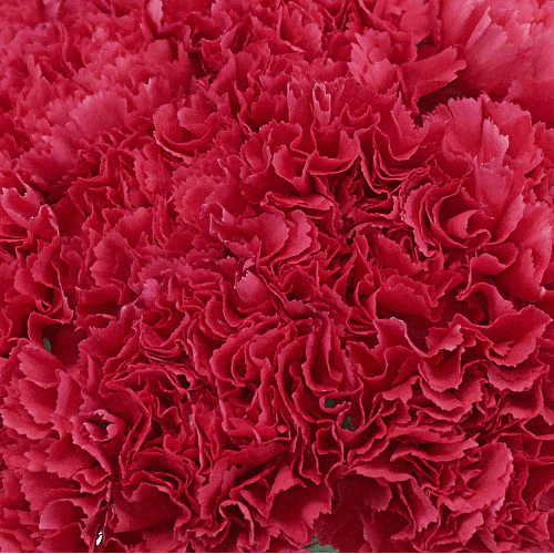 Valentine's Day Bulk Standard Carnations - Flowers For FundraisingValentine's Day Bulk Standard CarnationsValentine's Day Bulk Standard CarnationsValentine's Day Bulk Standard CarnationsValentine's Day Bulk Standard Carnations