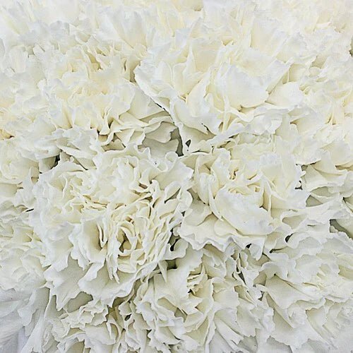 Valentine's Day Bulk Standard Carnations - Flowers For FundraisingValentine's Day Bulk Standard CarnationsValentine's Day Bulk Standard CarnationsValentine's Day Bulk Standard CarnationsValentine's Day Bulk Standard Carnations