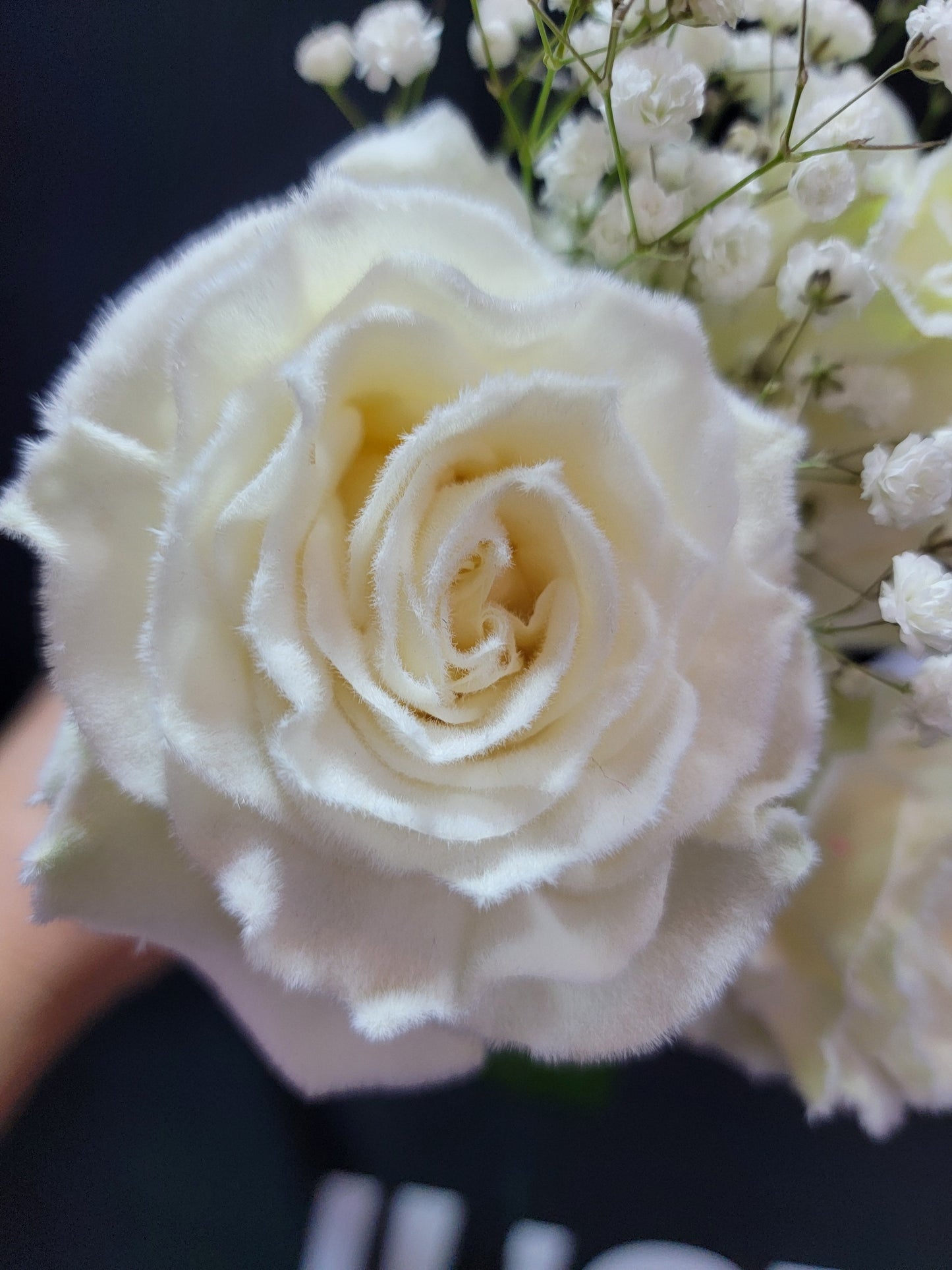 White Frosted Rose Bouquets - 6 Stem - Flowers For FundraisingWhite Frosted Rose Bouquets - 6 StemWhite Frosted Rose Bouquets - 6 StemWhite Frosted Rose Bouquets - 6 StemWhite Frosted Rose Bouquets - 6 Stem