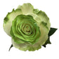 White Rose Bouquet with Lime Green Glitter 1 - Stem - Flowers For FundraisingWhite Rose Bouquet with Lime Green Glitter 1 - StemWhite Rose Bouquet with Lime Green Glitter 1 - StemWhite Rose Bouquet with Lime Green Glitter 1 - StemWhite Rose Bouquet with Lime Green Glitter 1 - Stem