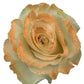 White Rose Bouquet with Peach Glitter 1 - Stem - Flowers For FundraisingWhite Rose Bouquet with Peach Glitter 1 - StemWhite Rose Bouquet with Peach Glitter 1 - StemWhite Rose Bouquet with Peach Glitter 1 - StemWhite Rose Bouquet with Peach Glitter 1 - Stem