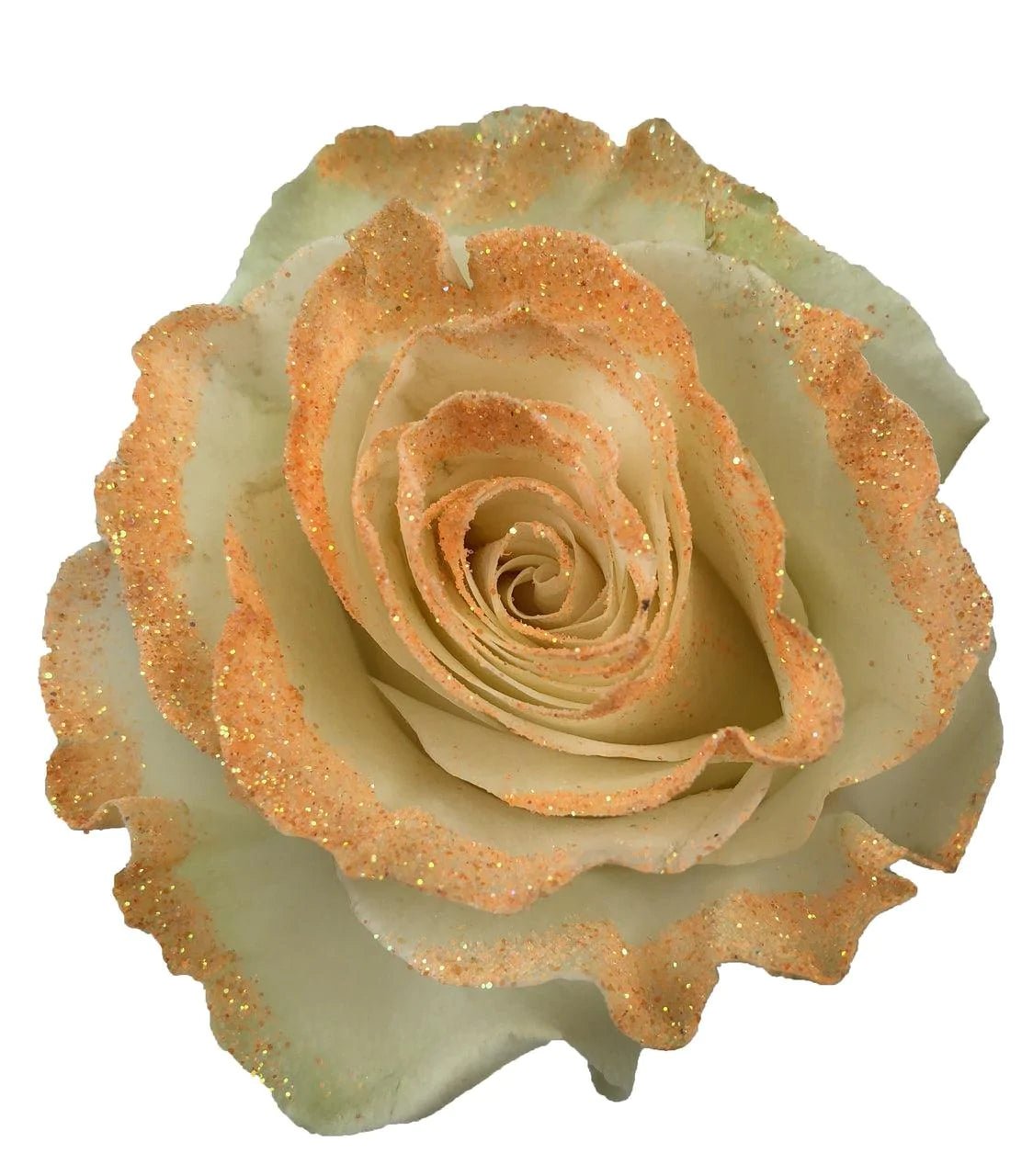 White Rose Bouquet with Peach Glitter 1 - Stem - Flowers For FundraisingWhite Rose Bouquet with Peach Glitter 1 - StemWhite Rose Bouquet with Peach Glitter 1 - StemWhite Rose Bouquet with Peach Glitter 1 - StemWhite Rose Bouquet with Peach Glitter 1 - Stem