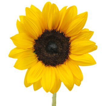 Wholesale Bulk Sunflowers - Flowers For FundraisingWholesale Bulk SunflowersWholesale Bulk SunflowersWholesale Bulk SunflowersWholesale Bulk Sunflowers