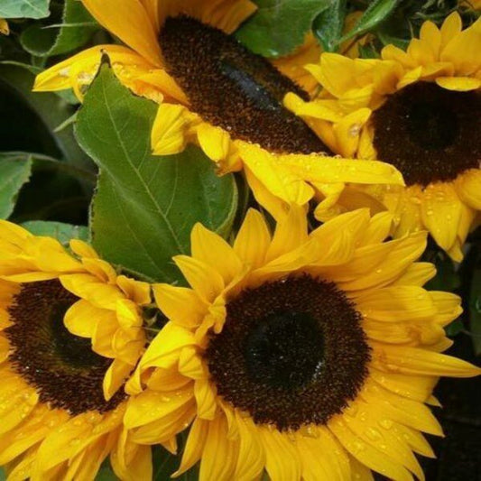 Wholesale Bulk Sunflowers - Flowers For FundraisingWholesale Bulk SunflowersWholesale Bulk SunflowersWholesale Bulk SunflowersWholesale Bulk Sunflowers