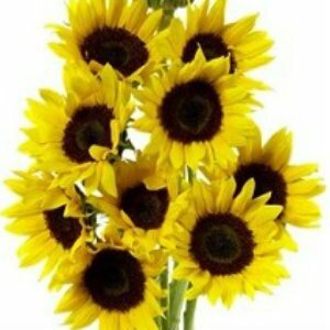 Wholesale Bulk Sunflowers - Flowers For FundraisingWholesale Bulk SunflowersWholesale Bulk SunflowersWholesale Bulk SunflowersWholesale Bulk Sunflowers