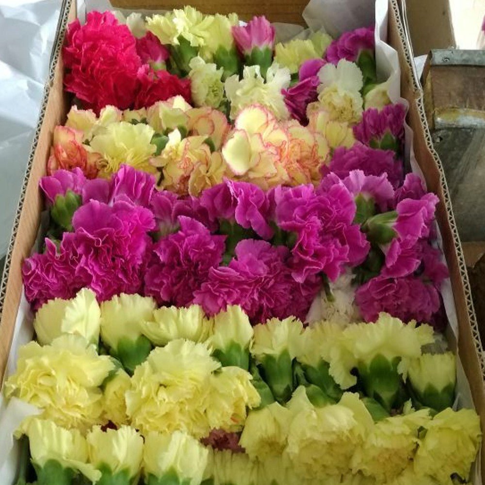 Wholesale Carnation Flower Heads - Flowers For FundraisingWholesale Carnation Flower HeadsWholesale Carnation Flower HeadsWholesale Carnation Flower HeadsWholesale Carnation Flower Heads