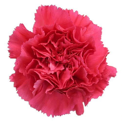 Wholesale Carnation Flower Heads - Flowers For FundraisingWholesale Carnation Flower HeadsWholesale Carnation Flower HeadsWholesale Carnation Flower HeadsWholesale Carnation Flower Heads