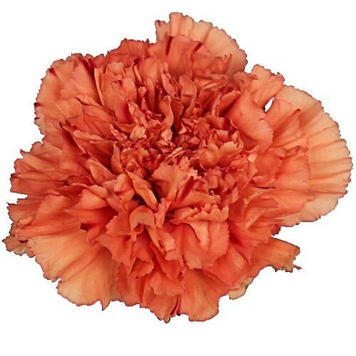 Wholesale Carnation Flower Heads - Flowers For FundraisingWholesale Carnation Flower HeadsWholesale Carnation Flower HeadsWholesale Carnation Flower HeadsWholesale Carnation Flower Heads