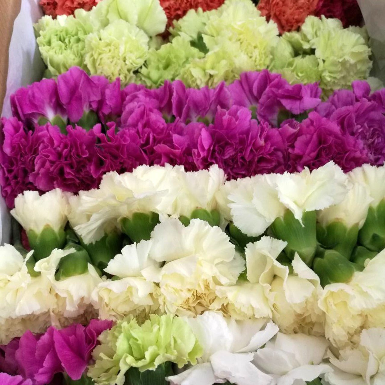 Wholesale Carnation Flower Heads - Flowers For FundraisingWholesale Carnation Flower HeadsWholesale Carnation Flower HeadsWholesale Carnation Flower HeadsWholesale Carnation Flower Heads