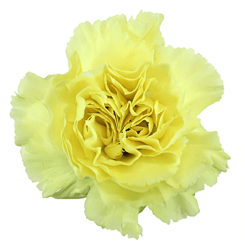 Wholesale Carnation Flower Heads - Flowers For FundraisingWholesale Carnation Flower HeadsWholesale Carnation Flower HeadsWholesale Carnation Flower HeadsWholesale Carnation Flower Heads