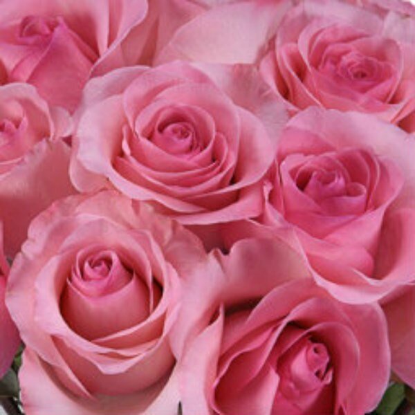 Wholesale Long Stem Pink Roses for Breast Cancer - Flowers For FundraisingWholesale Long Stem Pink Roses for Breast CancerWholesale Long Stem Pink Roses for Breast CancerWholesale Long Stem Pink Roses for Breast CancerWholesale Long Stem Pink Roses for Breast Cancer