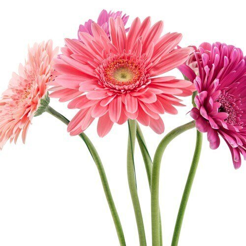 Wholesale Pink Gerbera Daisies for Breast Cancer - Flowers For FundraisingWholesale Pink Gerbera Daisies for Breast CancerWholesale Pink Gerbera Daisies for Breast CancerWholesale Pink Gerbera Daisies for Breast CancerWholesale Pink Gerbera Daisies for Breast Cancer