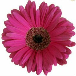 Wholesale Pink Gerbera Daisies for Breast Cancer - Flowers For FundraisingWholesale Pink Gerbera Daisies for Breast CancerWholesale Pink Gerbera Daisies for Breast CancerWholesale Pink Gerbera Daisies for Breast CancerWholesale Pink Gerbera Daisies for Breast Cancer