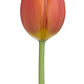 Wholesale Tulips - Flowers For FundraisingWholesale TulipsWholesale TulipsWholesale TulipsWholesale Tulips